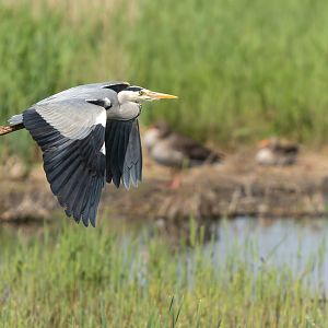 Grey heron, wild, UK