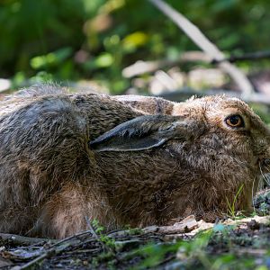 Brown hare, wild, RSPB Strumpshaw fen, UK