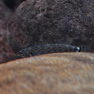 Unknown fish ID (Georgia Aquarium)