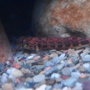 Unknown fish ID (Georgia Aquarium)
