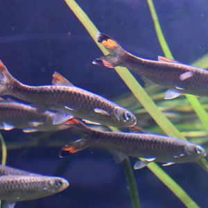 Unknown fish ID (Georgia Aquarium)