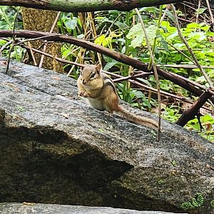 Greenburgh Nature Center (NY) - Wild chipmunk