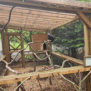Greenburgh Nature Center (NY) - White-necked Raven enclosure