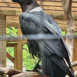 Greenburgh Nature Center (NY) - White-necked Raven