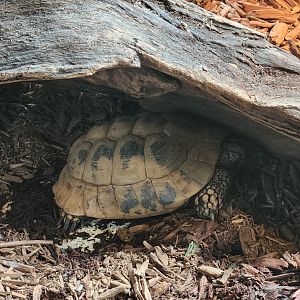 Greenburgh Nature Center (NY) - Testudo hermanni