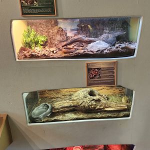 Greenburgh Nature Center (NY) - Reptile exhibit wall