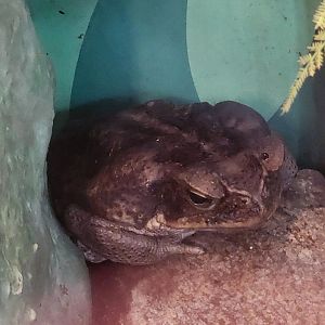 Greenburgh Nature Center (NY) - Cane Toad