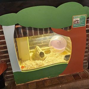 Greenburgh Nature Center (NY) - Four-toed Hedgehog exhibit