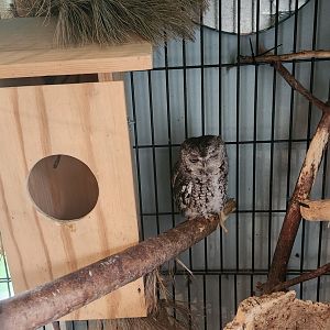 Greenburgh Nature Center (NY) - Eastern Screech Owl