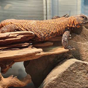 Greenburgh Nature Center (NY) - Uromastyx geyri
