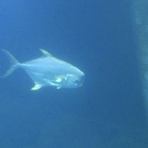 ID? - Burger’s zoo