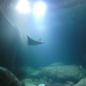 ID? - Burger’s zoo