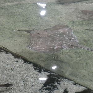 ID? - Dolfinarium Harderwijk