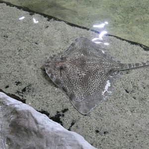 ID? - Dolfinarium Harderwijk