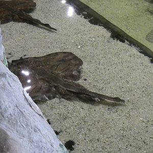 ID? - Dolfinarium Harderwijk