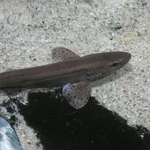 ID? - Dolfinarium Harderwijk