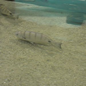 ID? - Dolfinarium Harderwijk