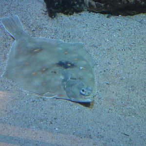 ID? - Dolfinarium Harderwijk