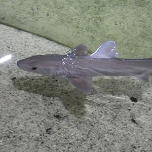 ID? - Dolfinarium Harderwijk