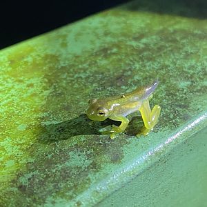 ID? Glass Frog sp.?