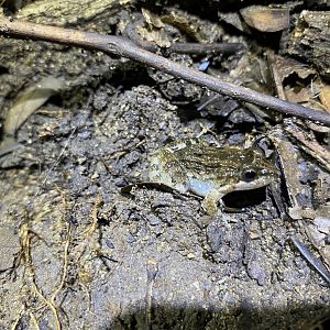 ID? Engystomops pustulosus or Leptodactylus sp.?