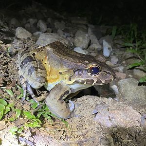 ID? Leptodactylus savagei?