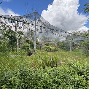 Lar Gibbon Outdoor Enclosure at Zoologischer Garten Hof