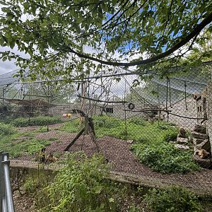 Sapajus sp. Outdoor Enclosure at Zoologischer Garten Hof