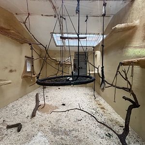 Sapajus sp. Indoor Enclosure