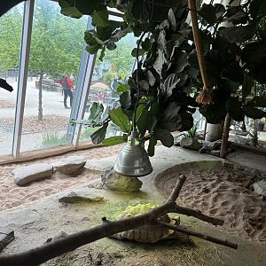 Sulcata Tortoise Enclosure at Zoologischer Garten Hof