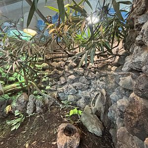 Taiwan Beauty Snake Terrarium at Zoologischer Garten Hof