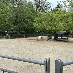 Pony and Donkey Paddock at Zoologischer Garten Hof