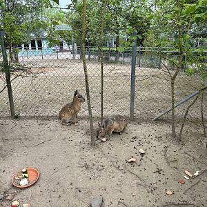 Patagonian Maras in Retreat at