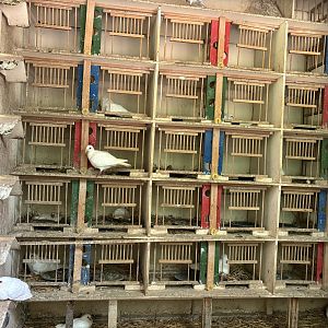 Inside the Pigeon Tower at Zoologischer Garten Hof