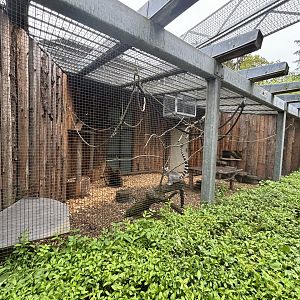 Outdoor Ring-tailed Lemur Enclosure at Zoologischer Garten Hof