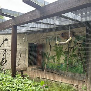 Eclectus Parrot Enclosure at Zoologischer Garten Hof