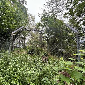 Snowy Owl Walkthrough Enclosure at Zoologischer Garten Hof