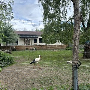 Stork and Reindeer Enclosure at Zoologischer Garten Hof