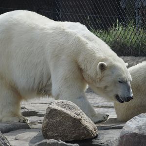 Polar Bear