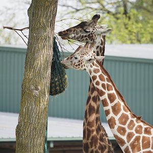 Maasai and Reticulated Giraffe