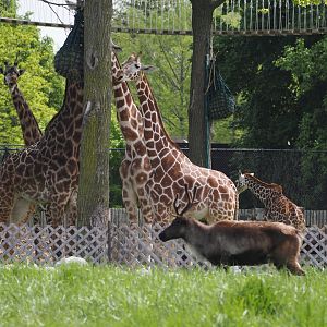 Giraffes and Reindeer