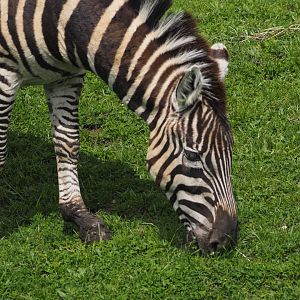 Grant's Zebra