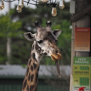 Maasai Giraffe 1