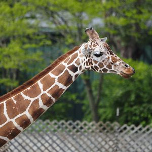 Reticulated Giraffe