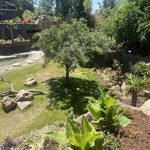 Future Malayan Tapir/Baribusa exhibit