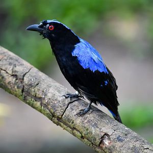 Asian Fairy Bluebird (Male)