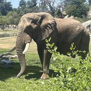 African Elephant Mabu