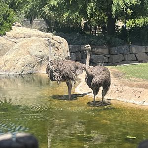 Ostrich