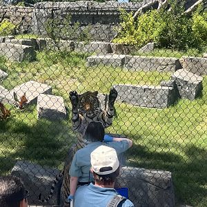 Dara the Malayan Tiger at Tiger chat
