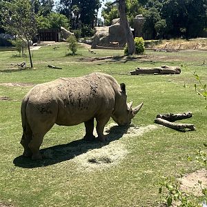 Southern White Rhino